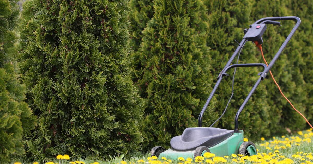 5 raisons surprenantes de laisser votre pelouse tranquille en mai