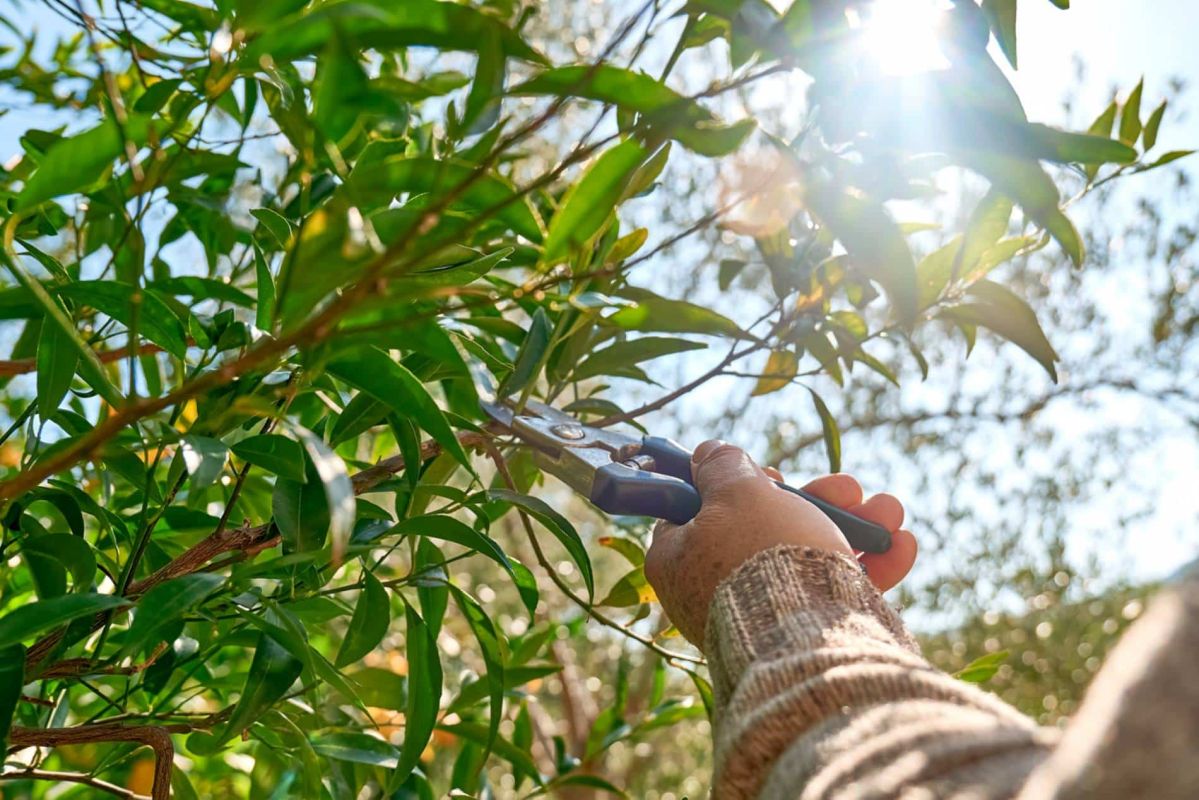 La taille parfaite pour un citronnier : le secret d'une récolte abondante