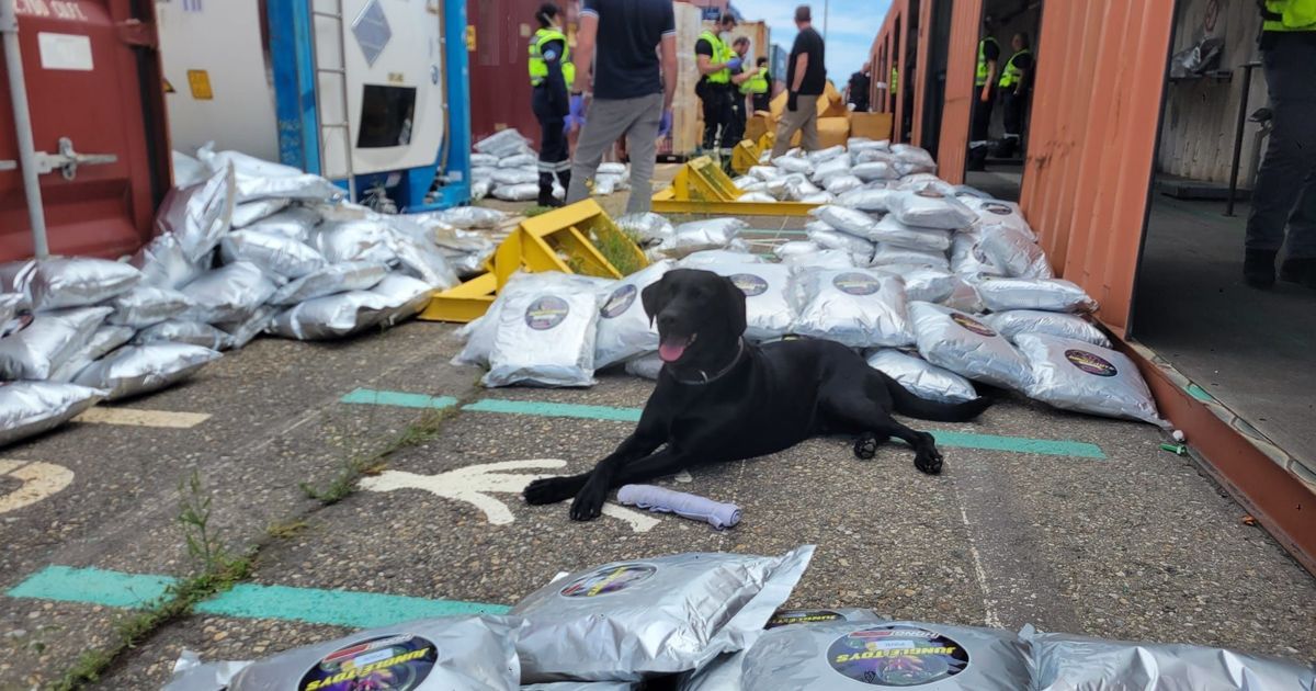 Découverte d'une vaste cargaison de cannabis au port de Marseille