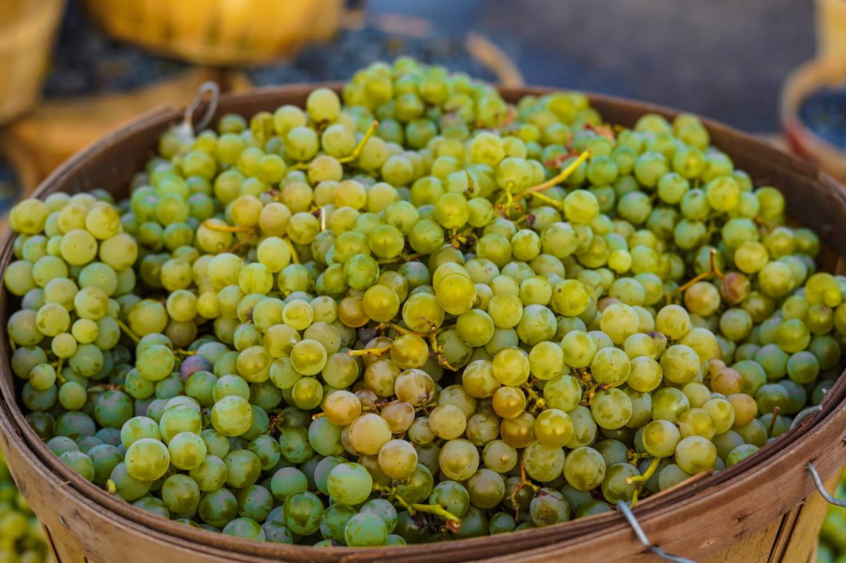 Découvrez la méthode afghane pour conserver les raisins pendant 6 mois
