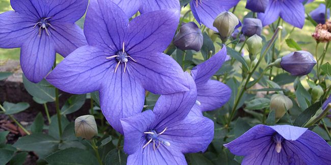 Campanule à grandes fleurs (Platycodon grandiflorus)