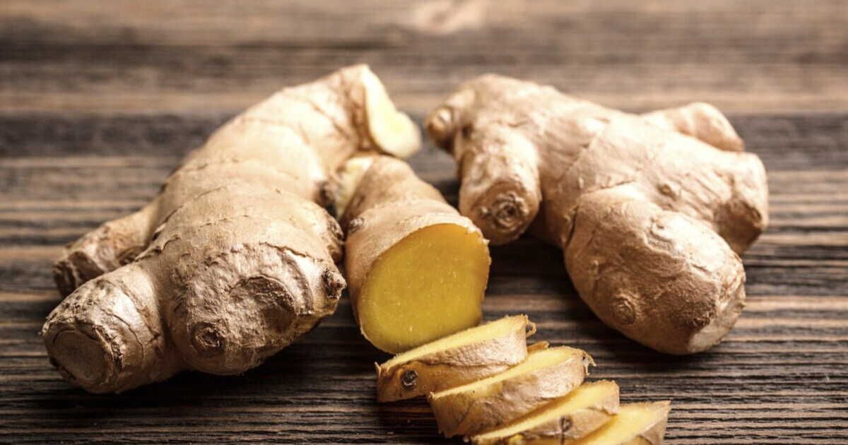 Tout savoir sur le gingembre