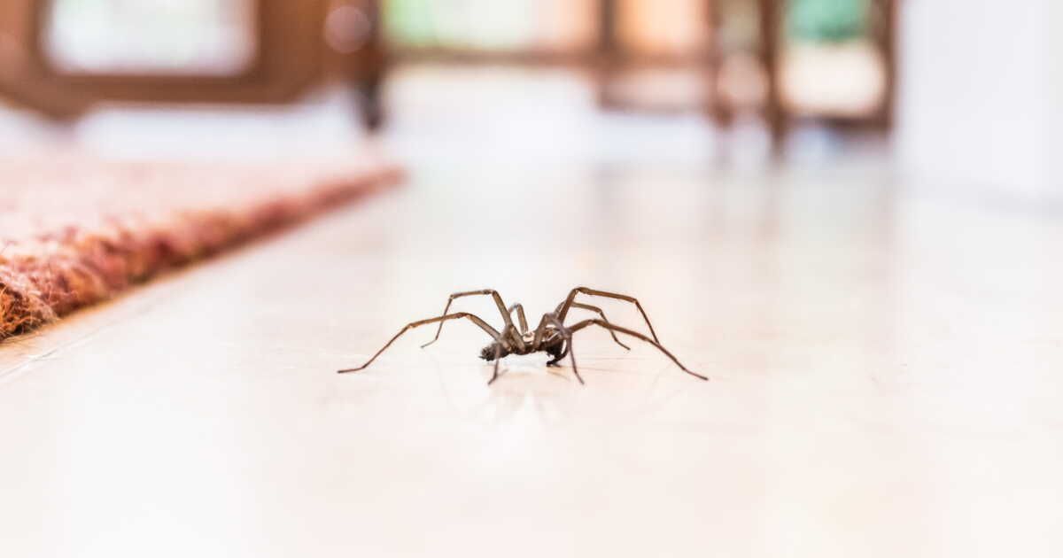 Éloignez les araignées avec ces 5 odeurs naturelles