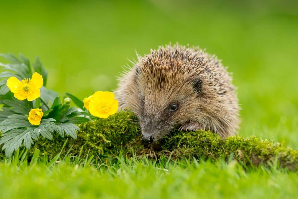 3 gestes quotidiens qui repoussent les hérissons de votre jardin