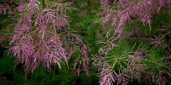 Lélégance du tamaris : un arbuste qui embellit vos jardins
