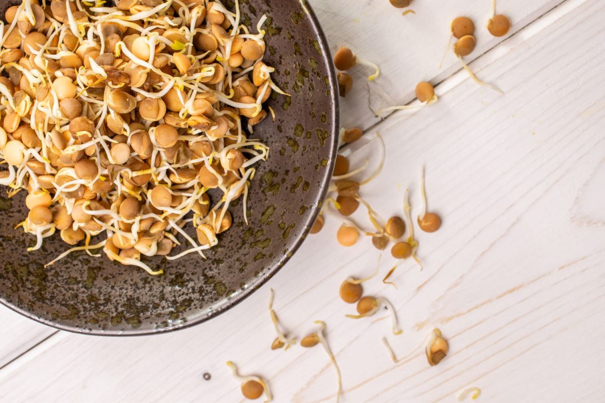 la magie de la plantation de lentilles pour une année prospère