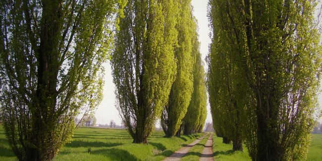 Le peuplier : un arbre majestueux au jardin