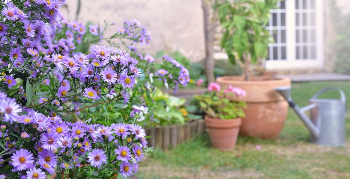 Les asters, les joyaux colorés de l'automne