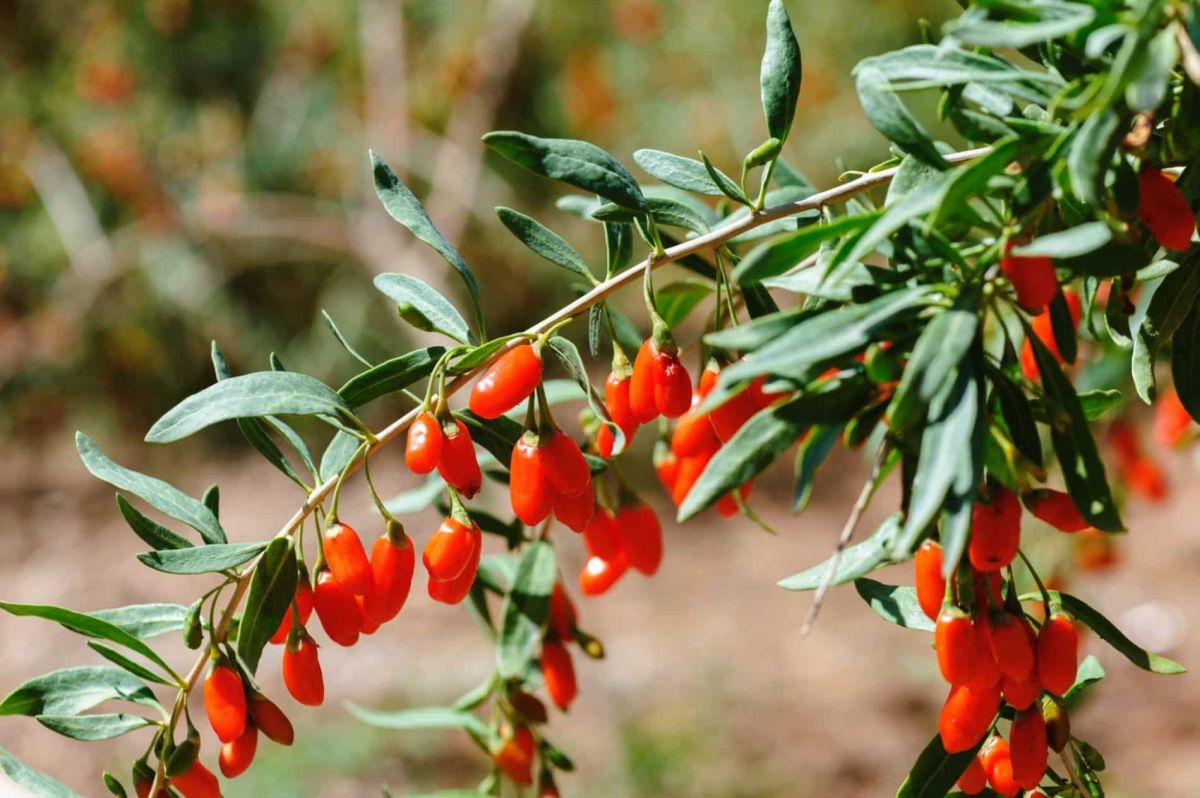 Découvrez le goji, le prochain incontournable de votre potager