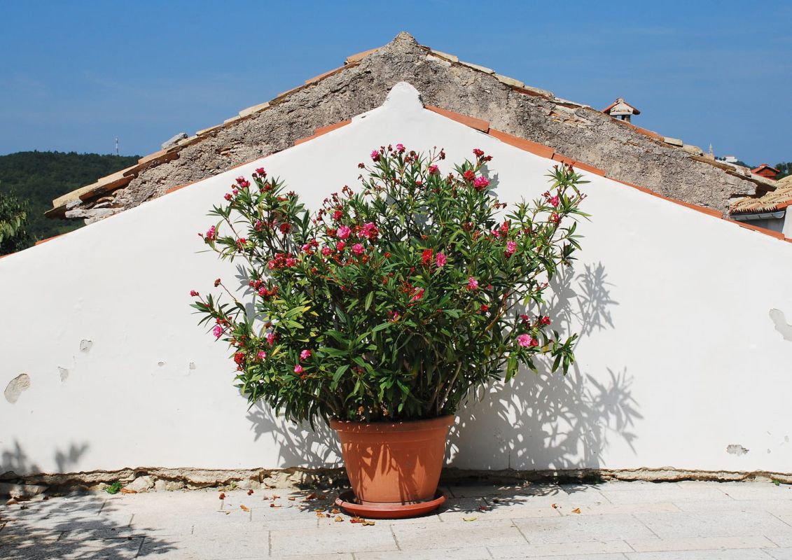 Cultiver le laurier-rose en pot : guide complet pour une floraison éclatante