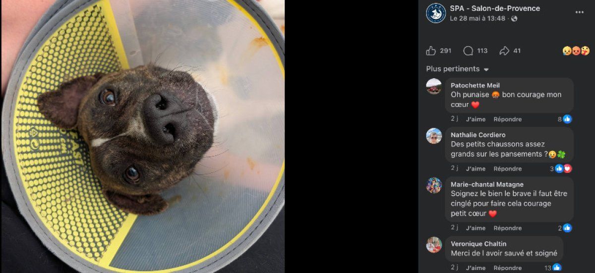 Une chienne traînée et abandonnée à Cornillon-Confoux : l'indignation monte