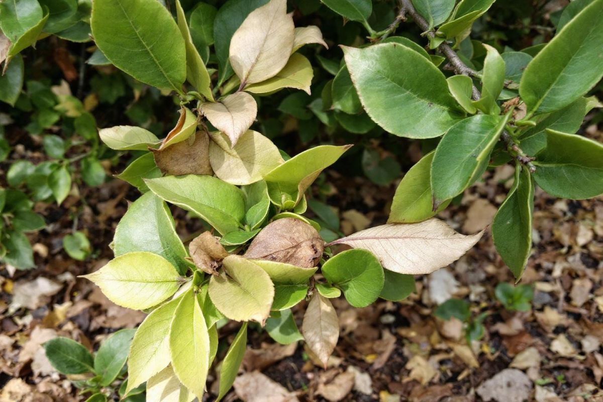 Récupérez vos troènes : trois astuces simples pour stopper la chute des feuilles