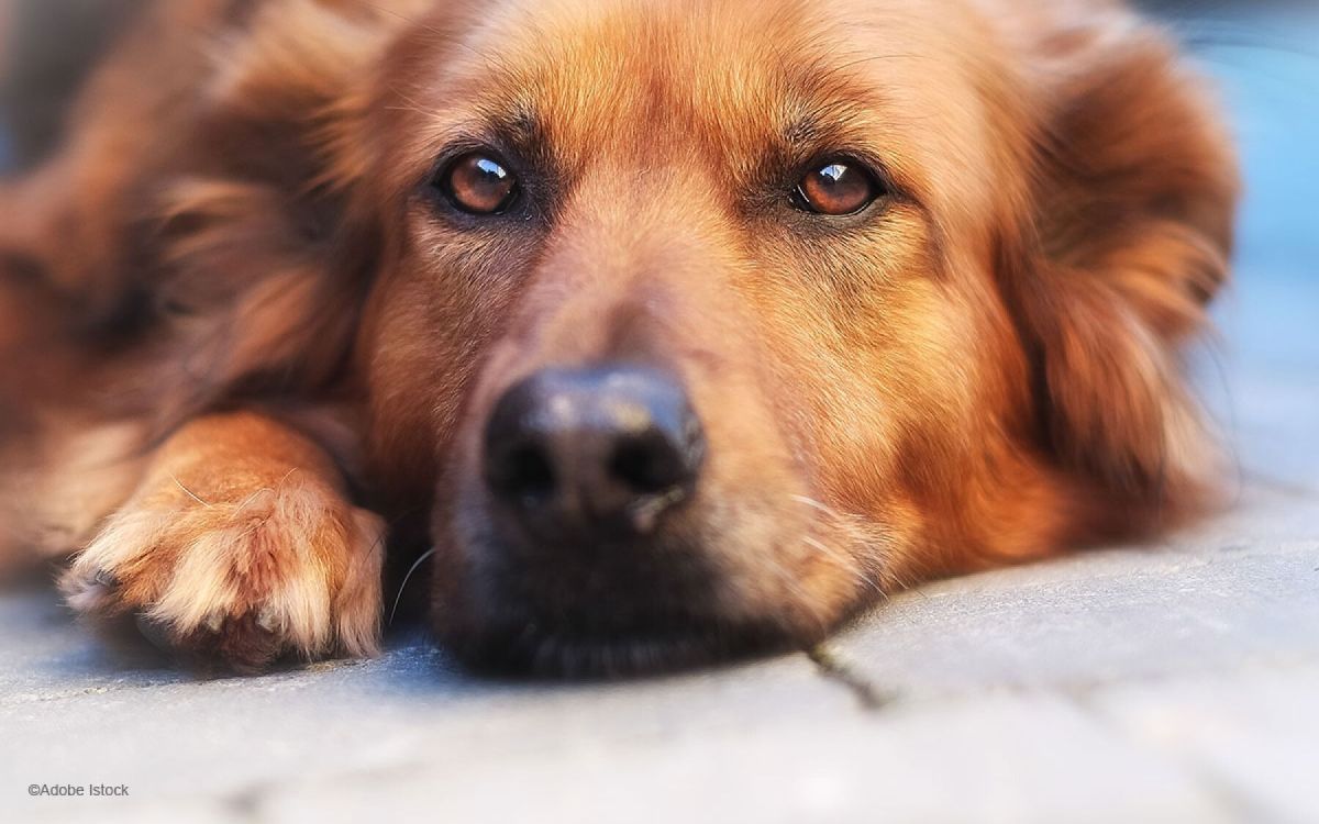 Les animaux dans les restaurants : un sujet délicat