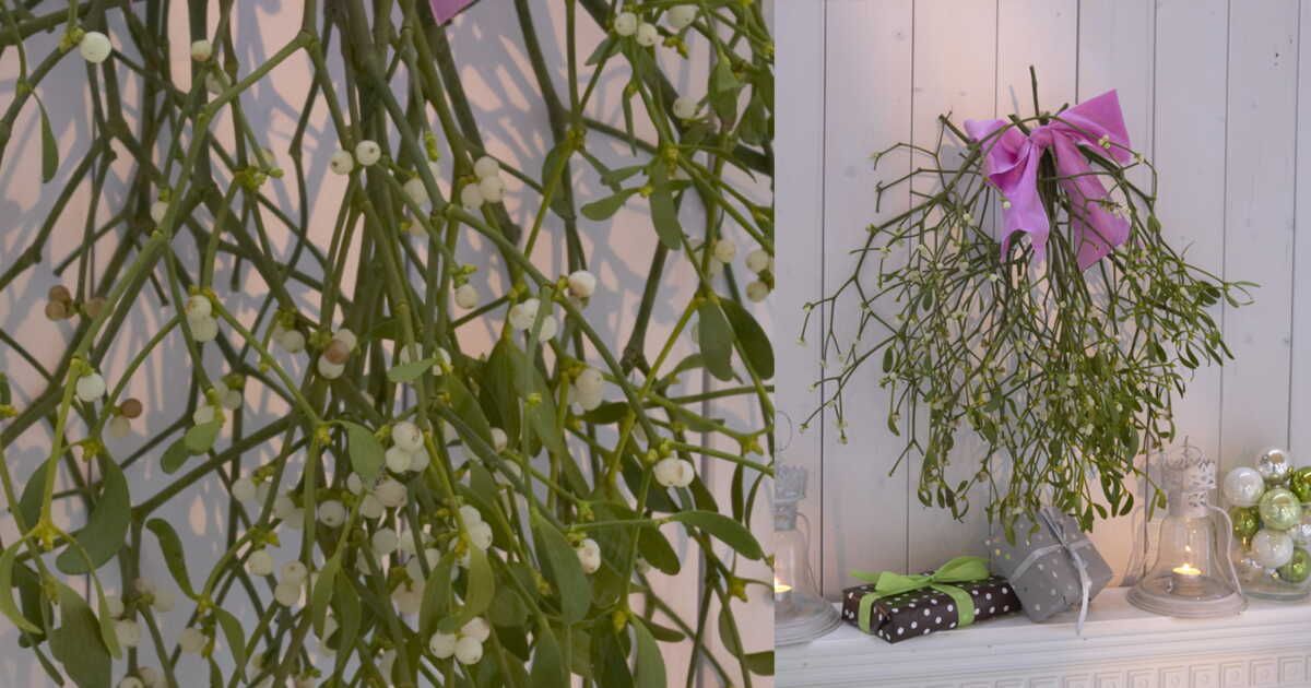 La magie du gui au cœur des traditions