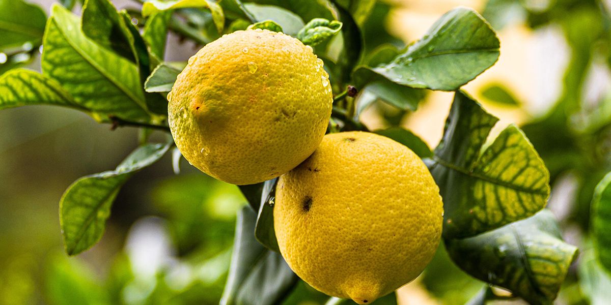 Protéger ses agrumes en hiver : conseils pour citronniers et orangers