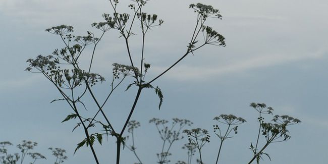 Récoltez vos propres graines et cultivez vos passions au jardin