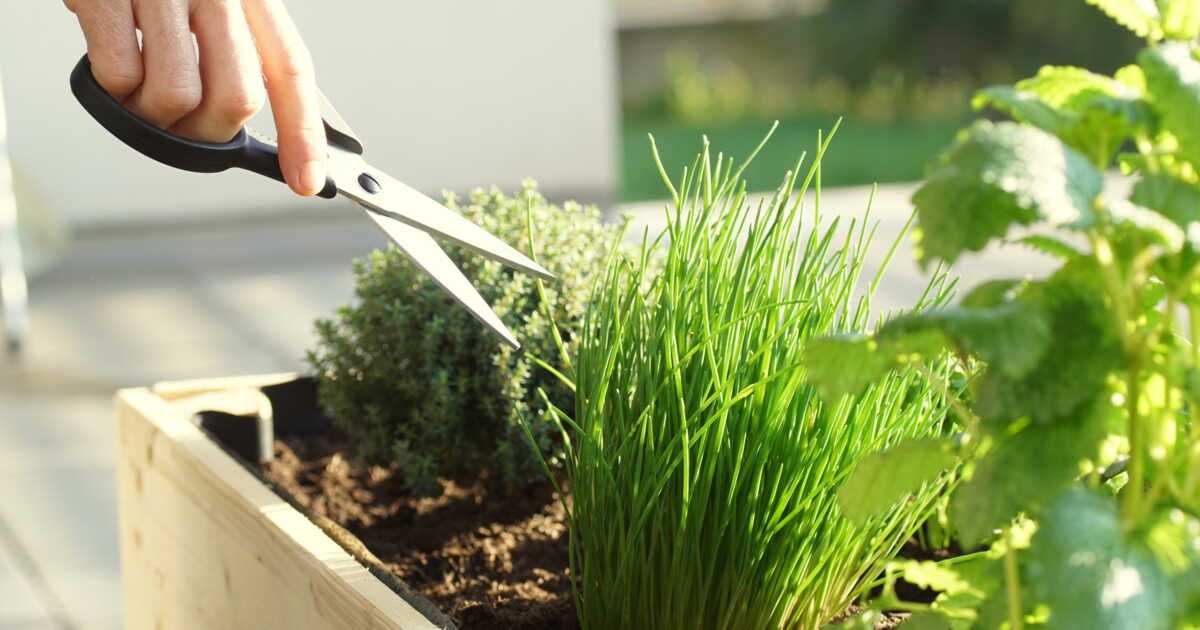 Découvrez les secrets des experts pour cultiver vos plantes aromatiques