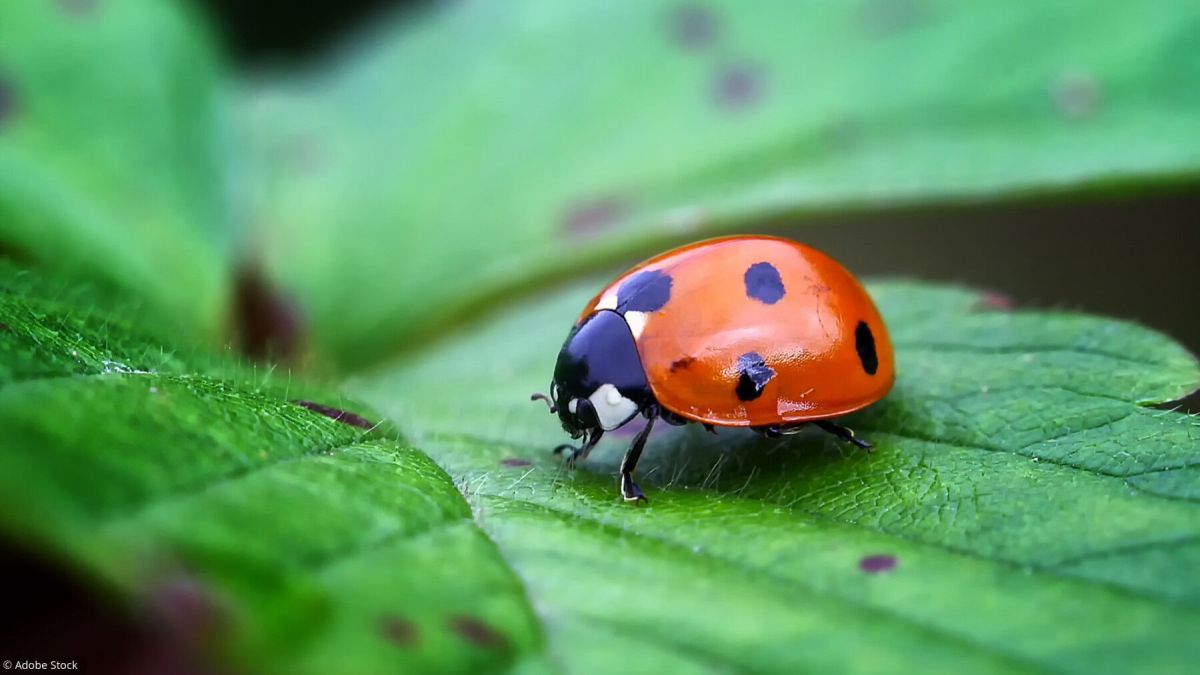 Insectes au jardin : vos alliés naturels pour un écosystème florissant
