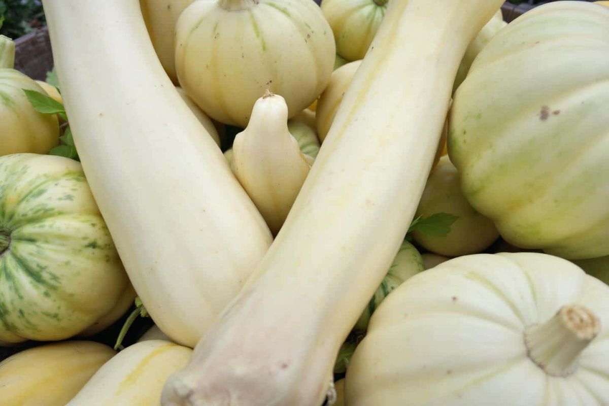 3 techniques de maraîchers qui boostent la croissance de vos courges en fin d’été
