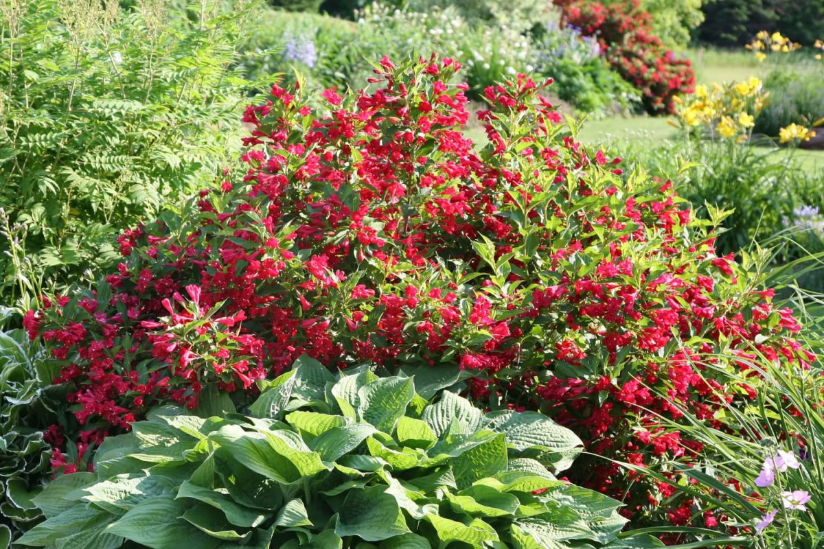 un arbuste enchanteur qui illumine vos jardins dès le printemps