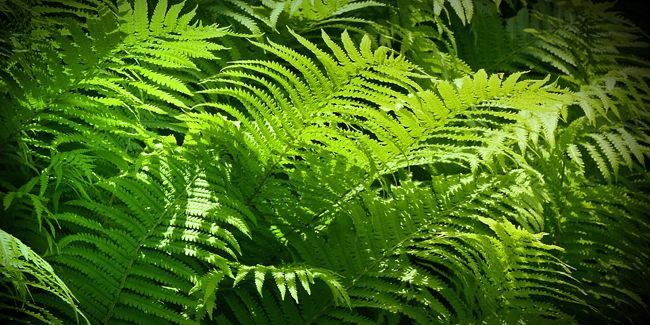 La fougère mâle, une beauté des sous-bois à adopter