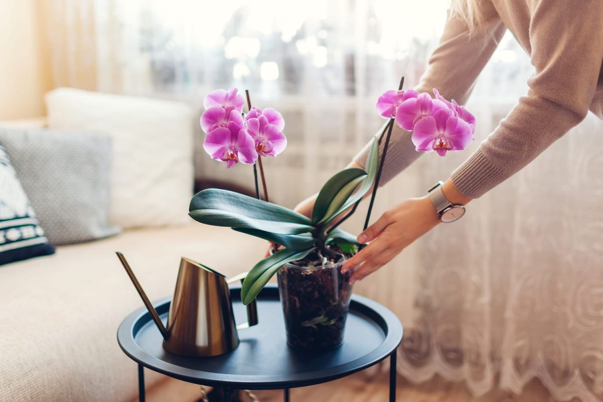 Attention à cette méthode d'arrosage des orchidées, elle pourrait compromettre leur santé