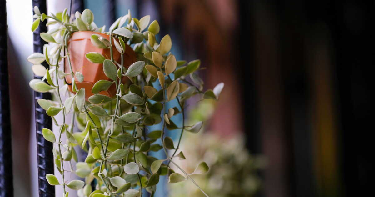 découvrez les plantes tombantes idéales pour embellir votre intérieur