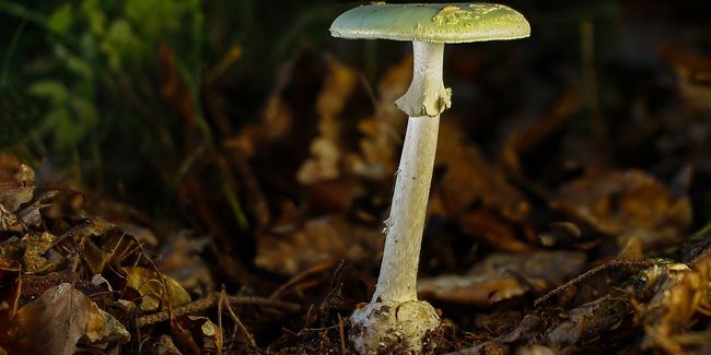 Amanite phalloïde : le champignon à éviter à tout prix