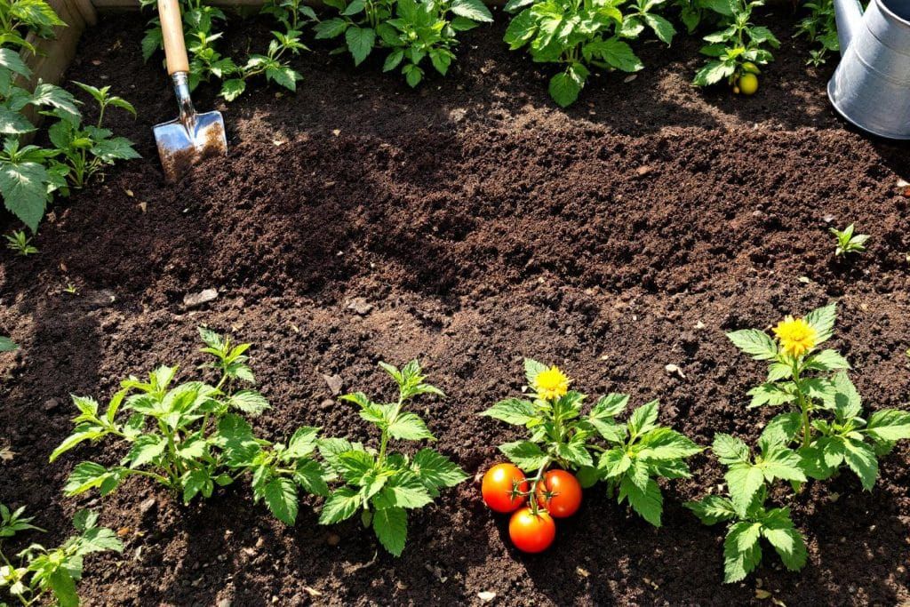 Régénérer votre potager : le secret pour des légumes d'été éclatants