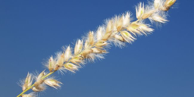 Mélique ciliée : une graminée gracieuse aux épis duveteux