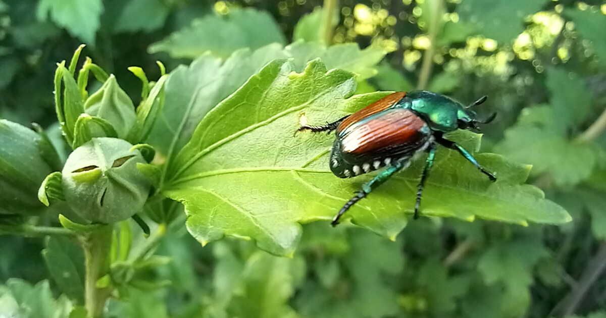 le scarabée japonais : un nouvel envahisseur menace les jardins français