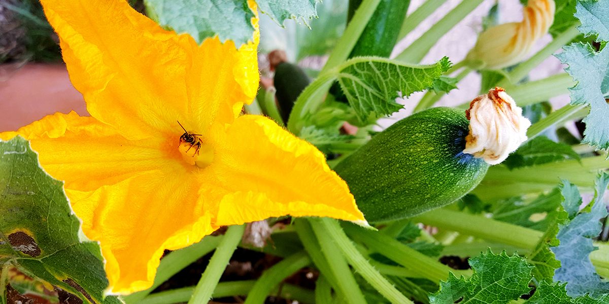 Polliniser vos fleurs de courgettes : un guide pratique