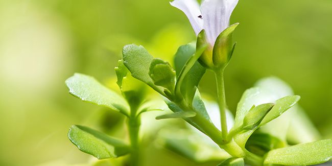 Bacopa : un tonique cérébral aux mille vertus