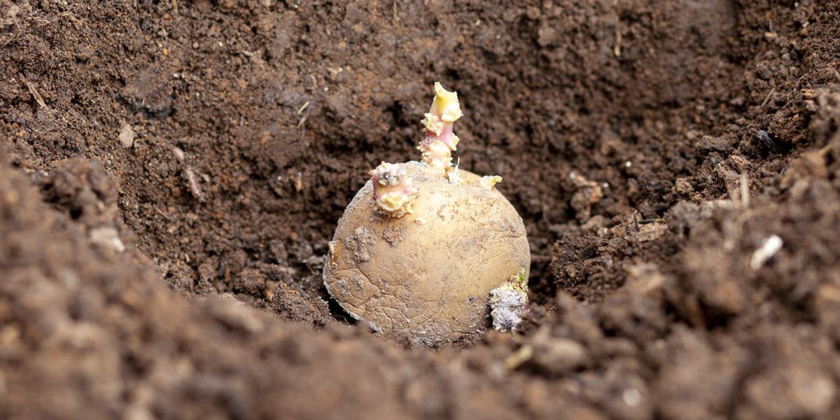 Les secrets pour planter des pommes de terre avec succès