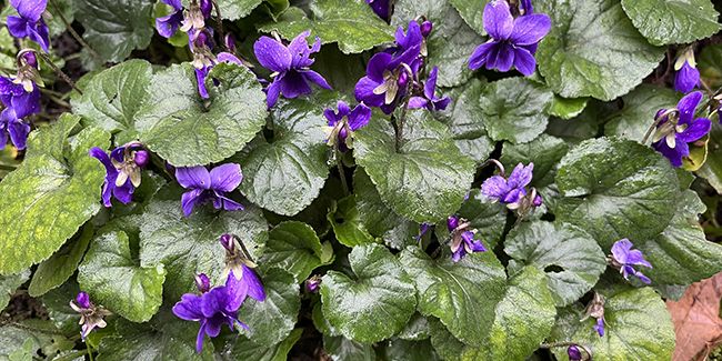 À la découverte de la violette du Labrador