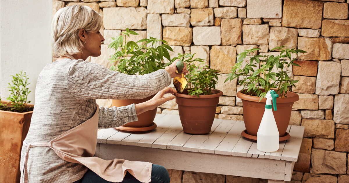 Pourquoi il est crucial de bien brumiser vos plantes d'intérieur