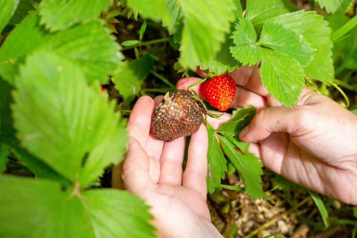 Les erreurs courantes des jardiniers qui limitent le rendement de vos fraisiers