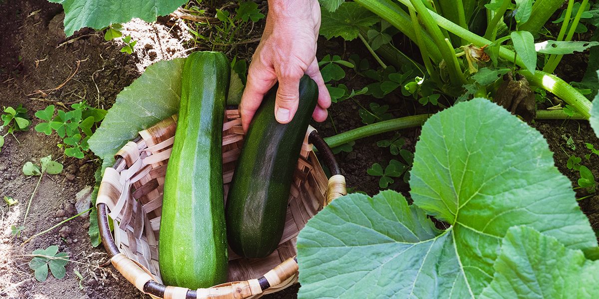 La courgette : astuces de récolte et recettes incontournables
