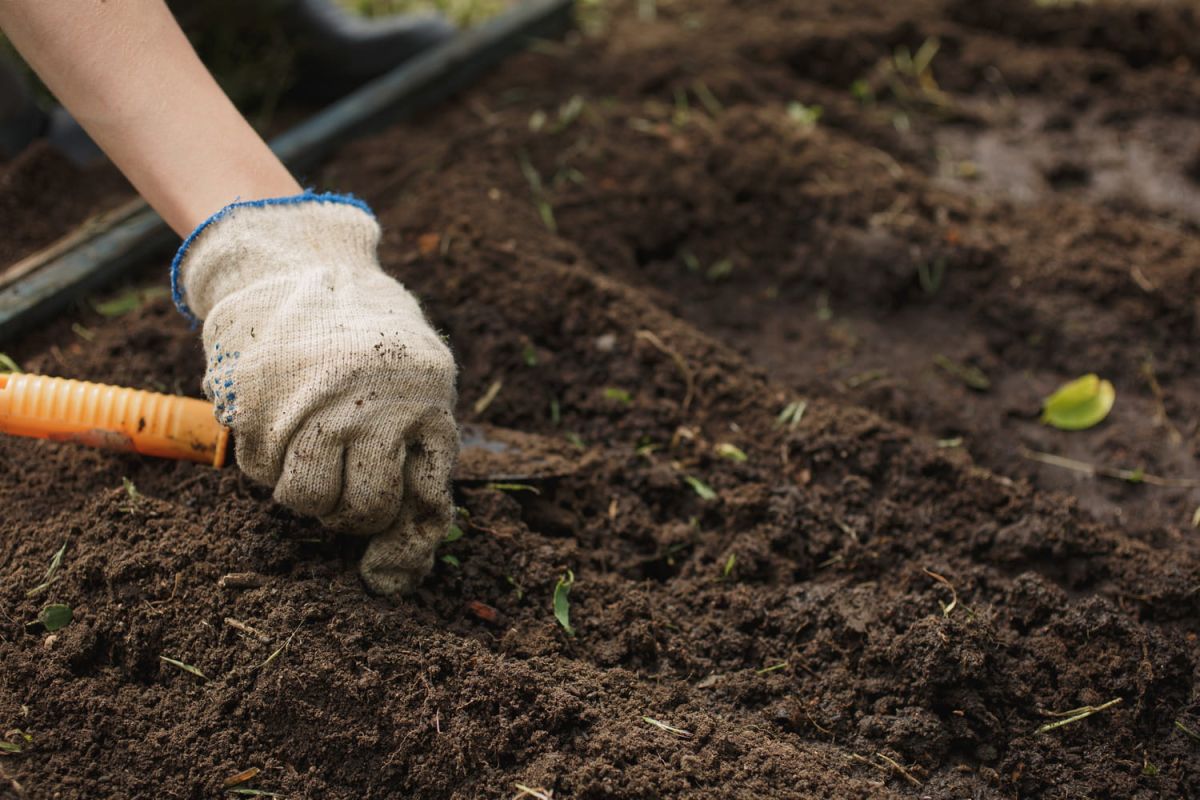 une plante miracle pour revitaliser votre jardin en toute simplicité