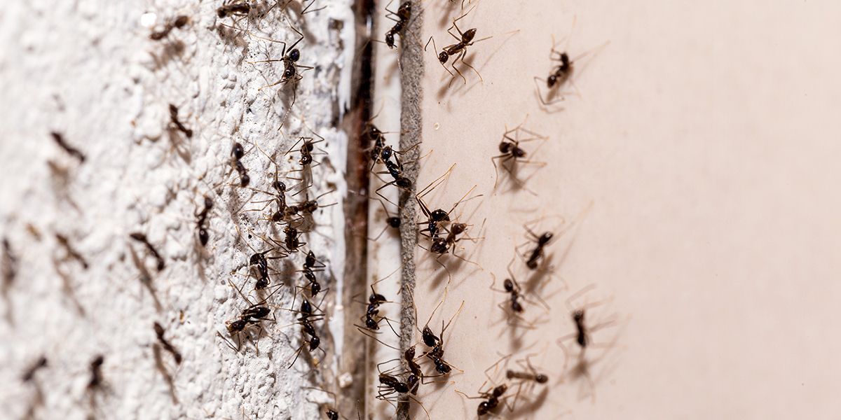 Des solutions naturelles pour dire adieu aux fourmis