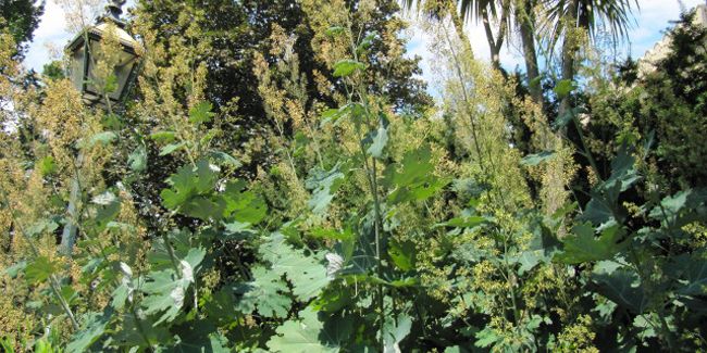 Bocconia : la majesté des jardins avec son pavot à plume