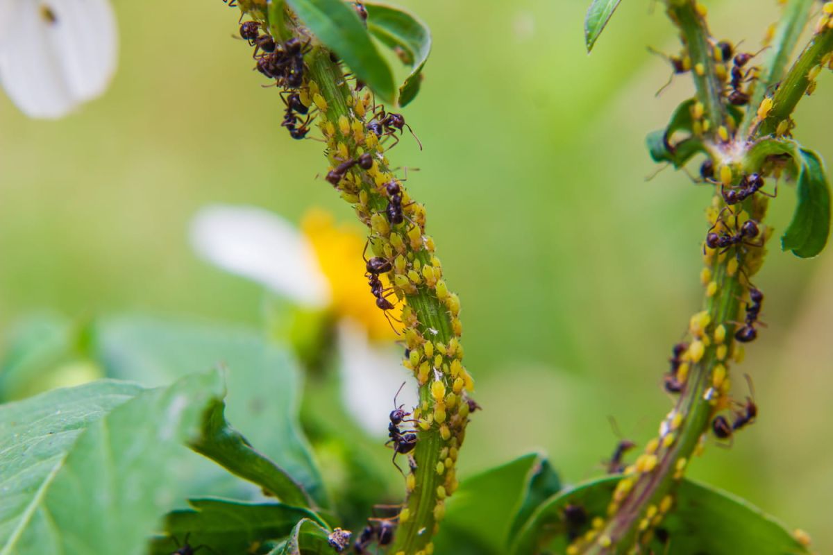 Des solutions naturelles contre les pucerons : jardinez sereinement