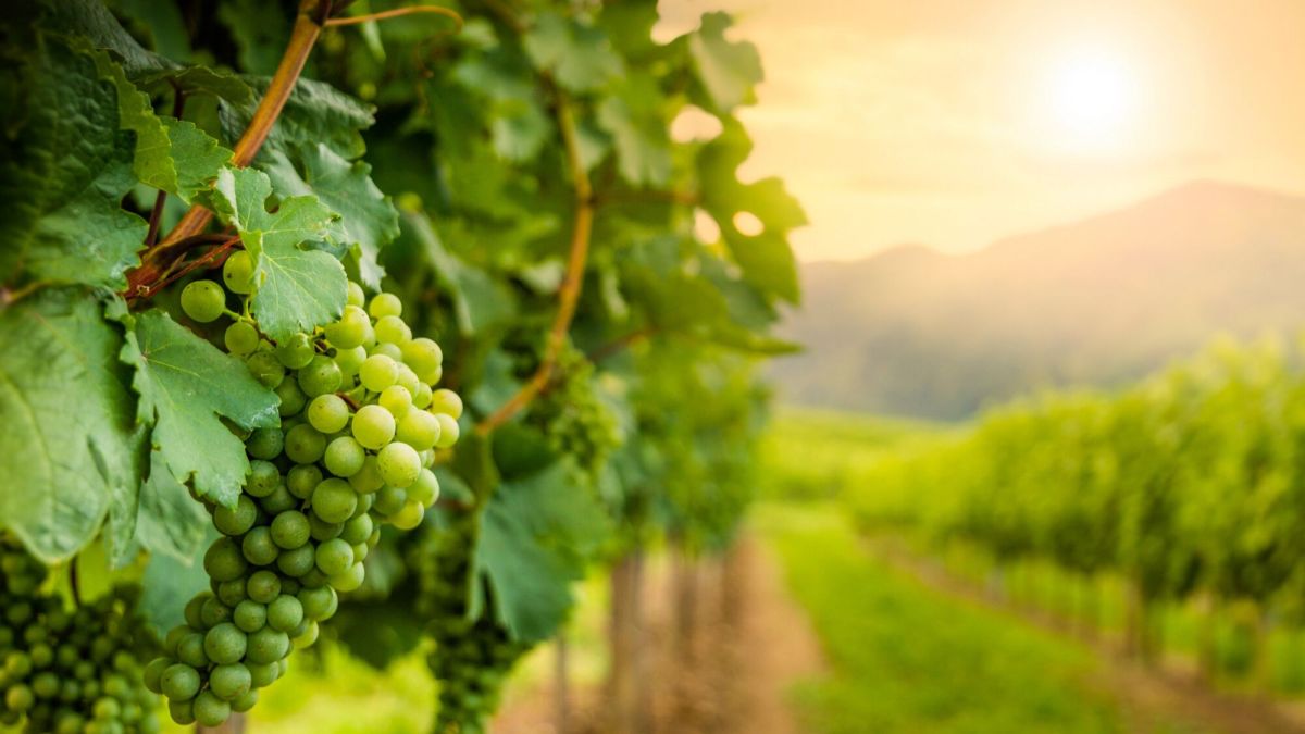 Investir dans le vin : un placement fascinant et ludique