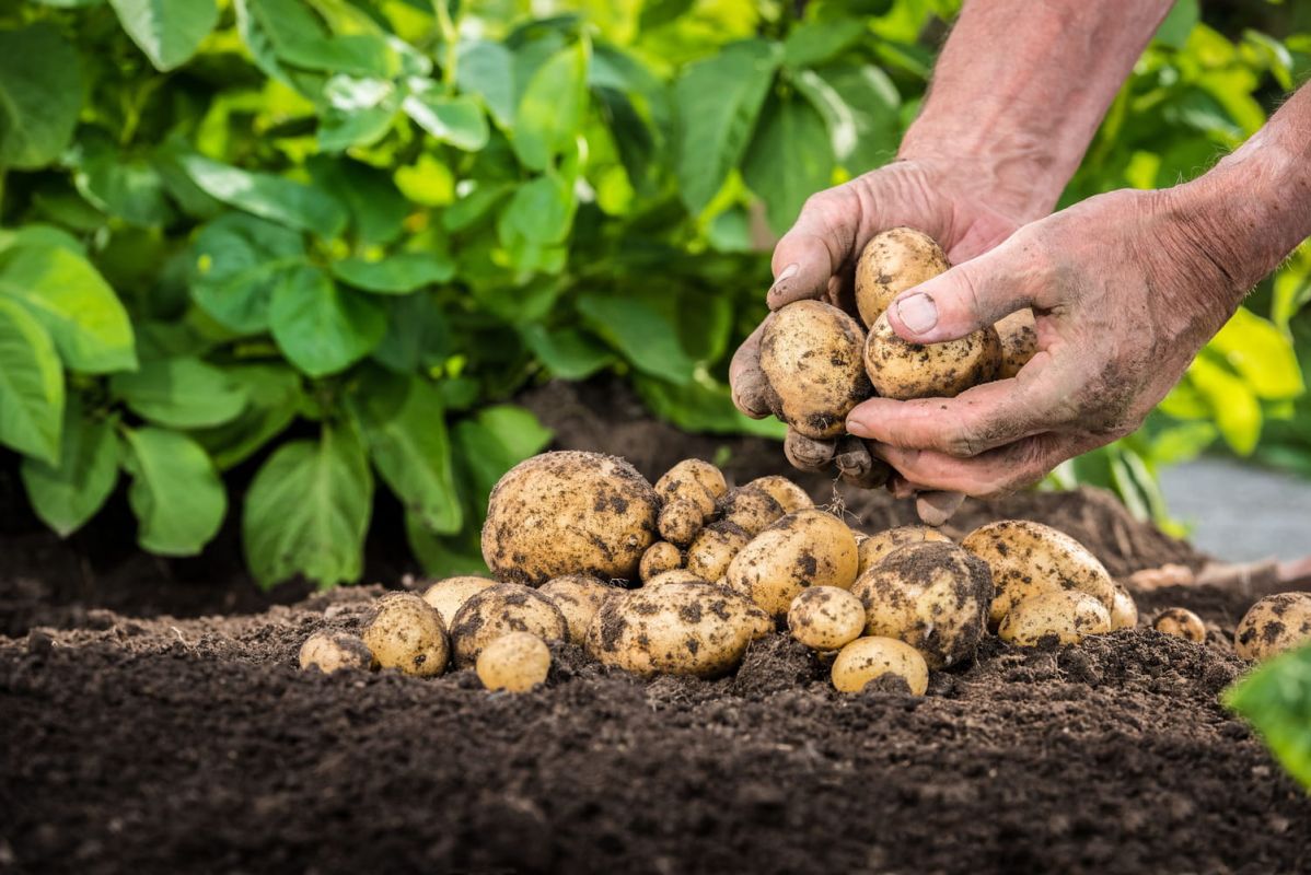 Le guide ultime pour planter des pommes de terre en 2023