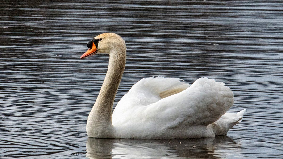 Cygnes captifs à Sommières : un acte surprenant sur le Vidourle