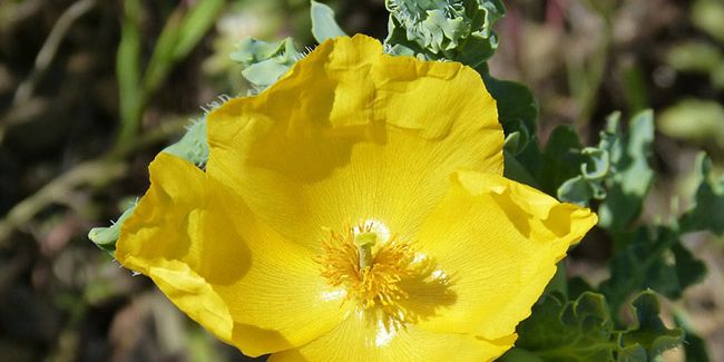 Pavot cornu (Glaucium favum)