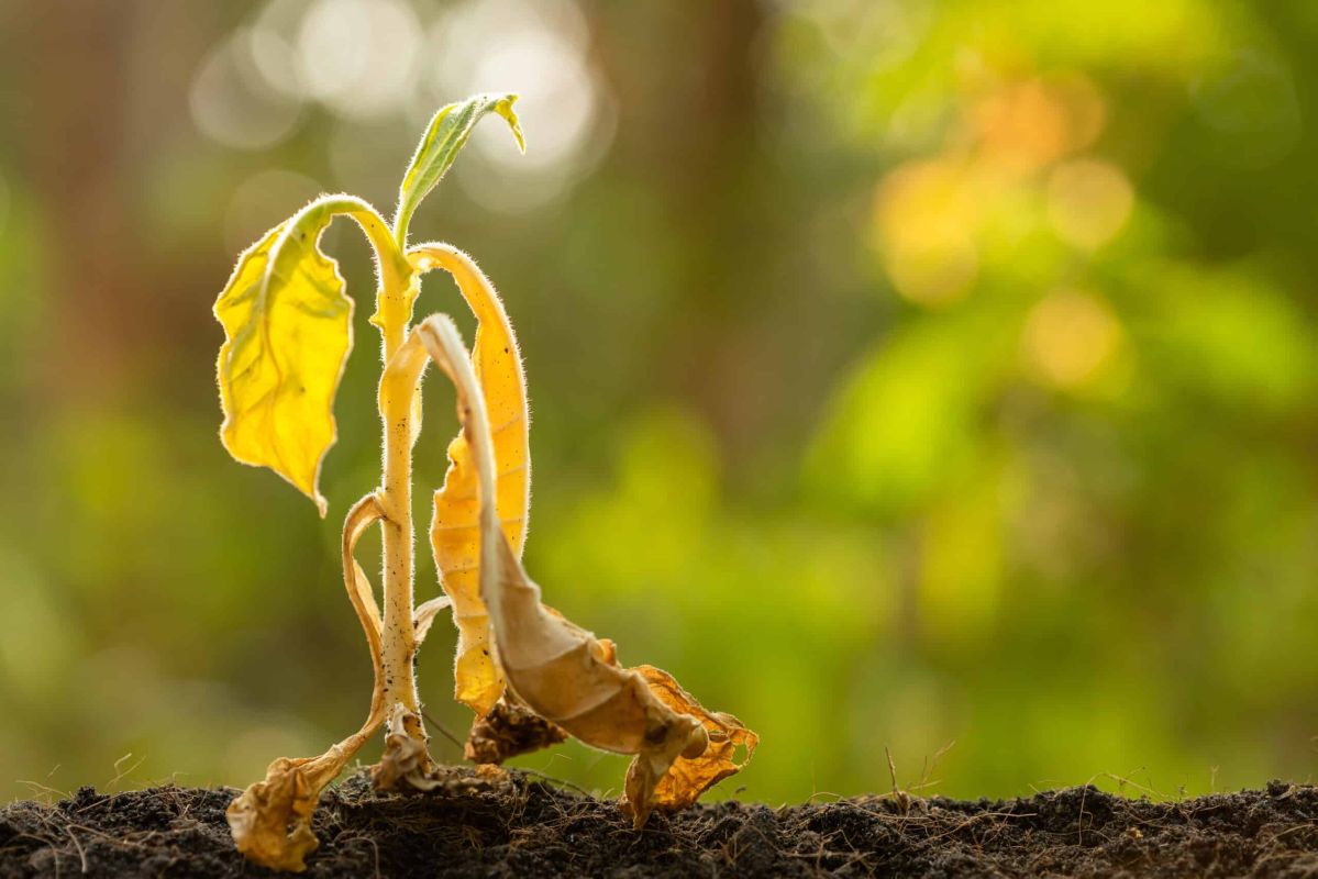 Des astuces pratiques pour préserver votre jardin pendant la canicule