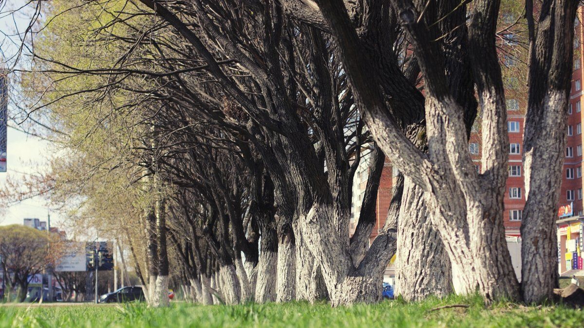 Un acte de vandalisme choc à Aix-en-Provence : des arbres mutilés dans la nuit
