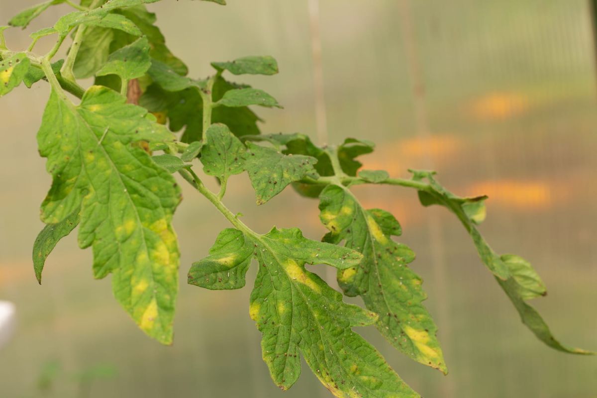 Quand les feuilles de tomates jaunissent : solutions et conseils pratiques