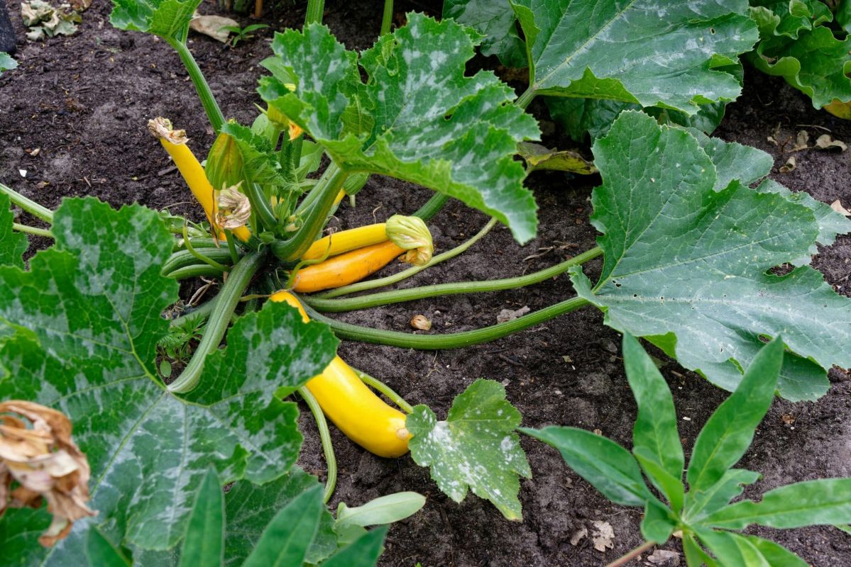 De la lutte naturelle contre l'oïdium : sauvez vos courgettes et concombres